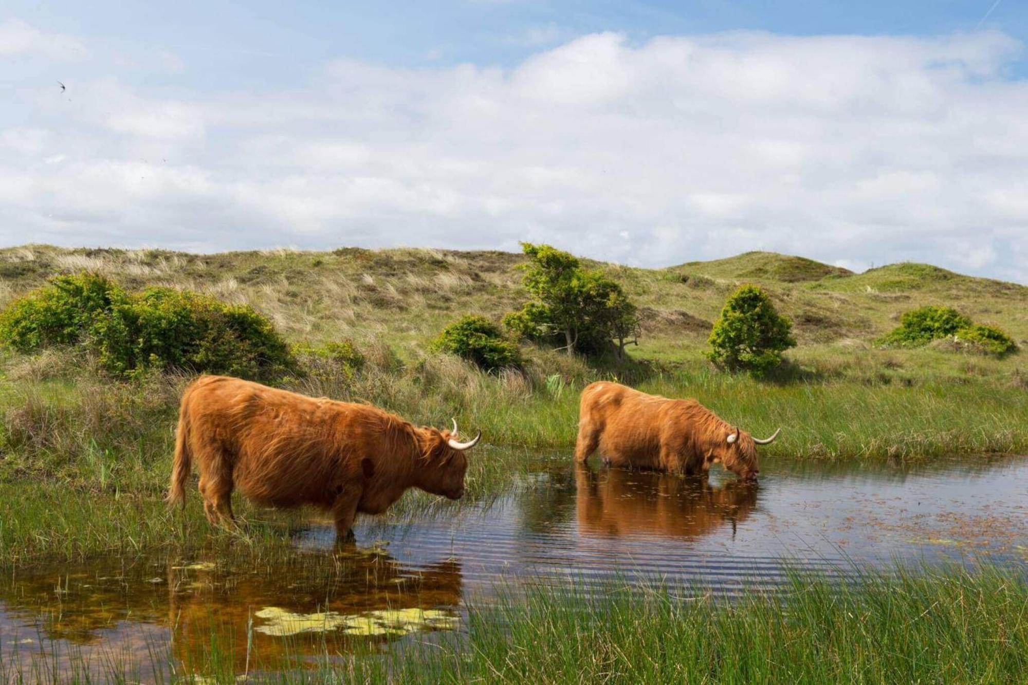 デ・コーフ Bnb Westerduinen, De Bollekamer Bed & Breakfast エクステリア 写真